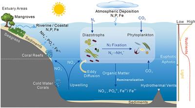 Influence of N, P, and Fe availability on Braarudosphaera bigelowii, Trichodesmium, Crocosphaera, and noncyanobacterial diazotrophs: a review